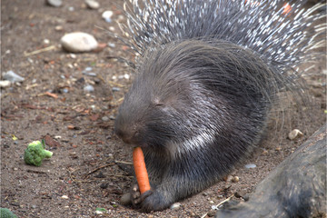 Stachelschwein beim Fressen