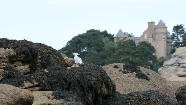 Une mouette qui s'envole d'un rocher
