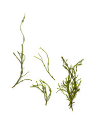 Fototapeta na wymiar Ascophyllum Algae Anatomy