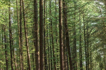Abundance of trees and branches