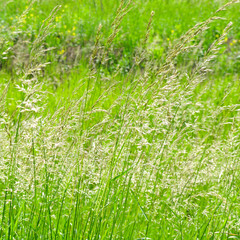 Perfect green background by the fresh grass