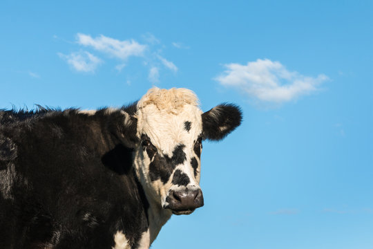 black and white beef breed with blue sky and copy space