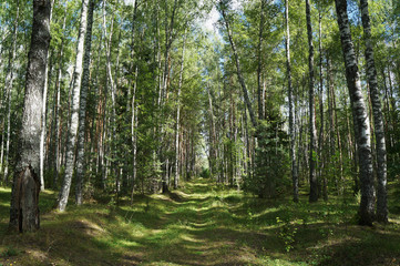 Road in a birch forest. Sunny summer day in Russia, Tver region