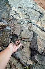 Wild lizards on rocks and in hand