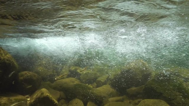 A flowing stream underwater with rocks and some fish (Eurasian minnow), La Muga, Girona, Alt Emporda, Catalonia, Spain
