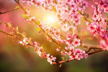 Blossom.
