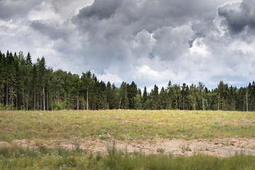 Deforestation in russia. Pine forest and dark cloudy sky