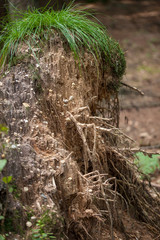 Roots of a fallen down tree