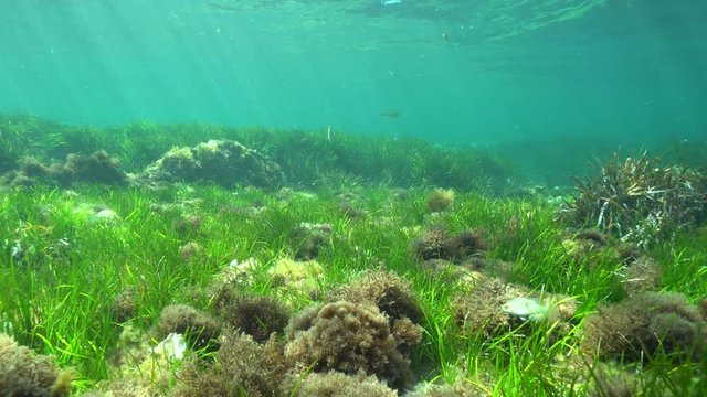 Grassy seafloor with some fish in shallow water in the Mediterranean sea, underwater scene, natural sunlight, Cabo de Palos, Cartagena, Murcia, Spain

