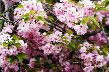 Sakura flowers on a branch. Close up.