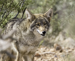 Coyote in Arizona