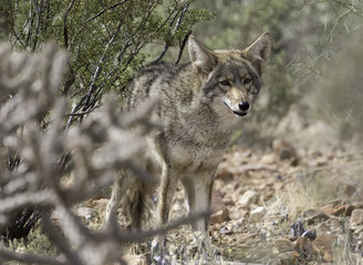 Fototapeta premium Coyote