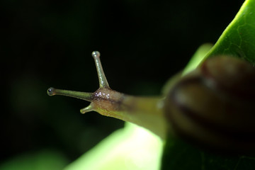 Snail on a green leaf