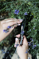 Woman cuts a lavender bouquet with garden scissors. Pruning a lavender in the garden