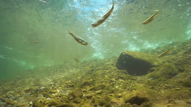 River underwater with small fishes Eurasian minnow and some Mediterranean barbel on the riverbed, La Muga, Girona, Alt Emporda, Catalonia, Spain
