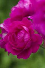 Closeup of pink rose spring flower. Spring flower background