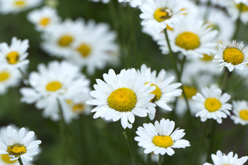 Chamomile field flowers border. Beautiful nature scene with blooming medical chamomilles in sun flare. Summer flowers.
