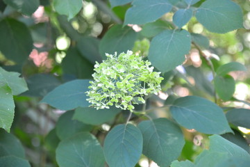 hortenzia live plant 2