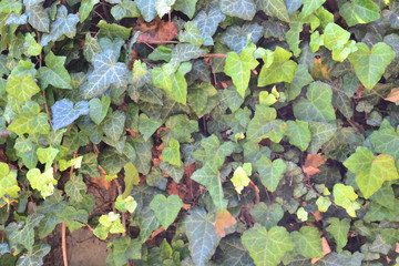 Hedera helix live plant