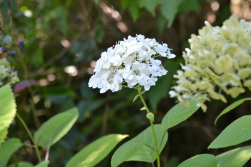 Hortenzia live plant
