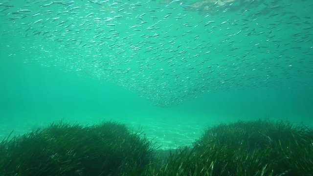 A school of fish (Atherina hepsetus) and seagrass underwater in the Mediterranean sea, Javea , Alicante, Valencia, Spain
