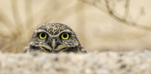 Burrowing Owl