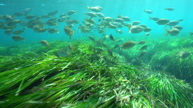 A shoal of fish (Sarpa salpa) above neptune grass (Posidonia oceanica) underwater in the Mediterranean sea, Cabo de Gata-N&iacute;jar natural park, Almeria, Andalusia, Spain
