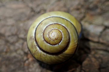 Escargot