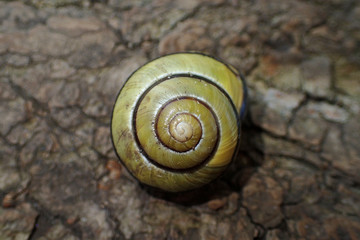 Escargot