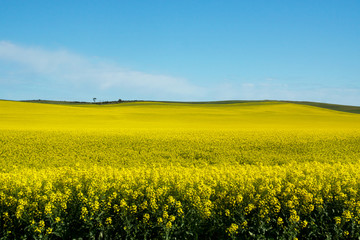 Colorful yellow colza field under the blue sky in Australia.