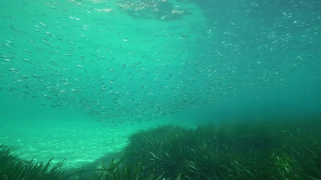 Underwater a shoal of small fish (Atherina hepsetus) between sea surface and seagrass in the Mediterranean sea, Javea , Alicante, Valencia, Spain
