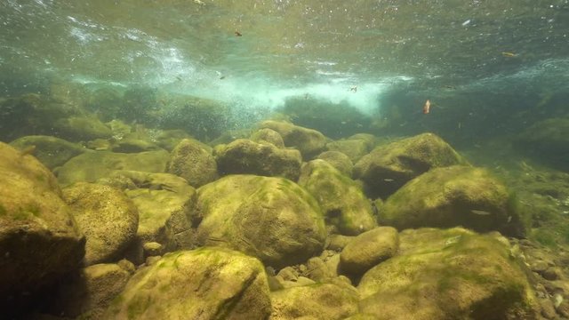 Stream underwater with rocks and small fish Eurasian minnow, Phoxinus phoxinus, La Muga, Girona, Alt Emporda, Catalonia, Spain
