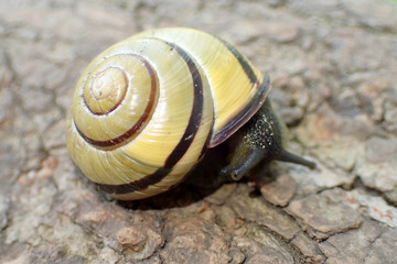 Escargot