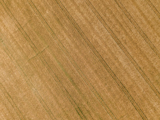  Aerial view of wheat field with plant texture