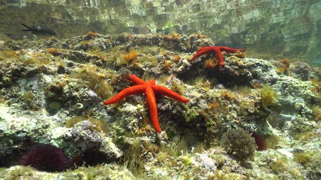 Red Sea Star On Rock Underwater Mediterranean Sea Stock Photo