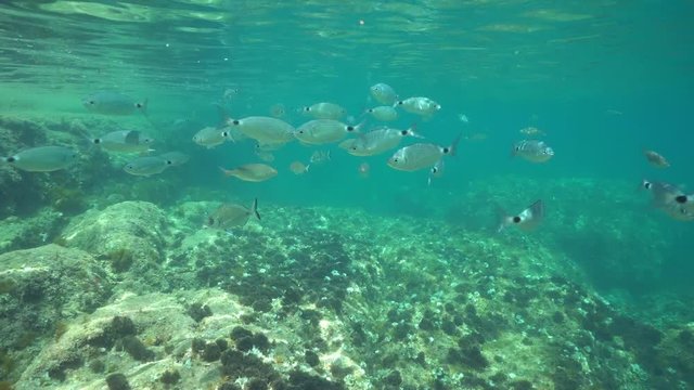 Underwater a shoal of fish (mostly saddled seabream) below the water surface in the Mediterranean sea, Denia, Alicante, Costa Blanca, Spain
