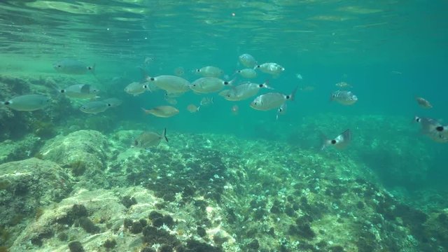 Underwater a shoal of fish (mostly saddled seabream) below the water surface in the Mediterranean sea, Denia, Alicante, Costa Blanca, Spain
