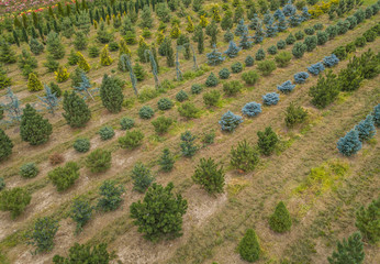 Aerial view of rows of cultivated young plants in plant nursery in Switzerland, Europe