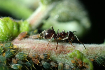 Aphids on the plant