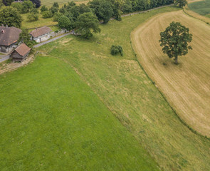 Aerial view of single tree on agricultural field
