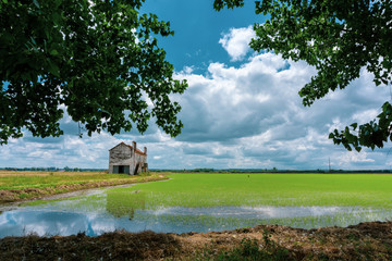 Rice field in Coruche; Ribatejo; Portugal.