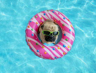 Cute pug floating in a swimming pool with a pink donut ring flotation device and wearing sunglasses
