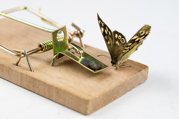 A mousetrap and a butterfly sitting on it. Insect trap for metaphors.