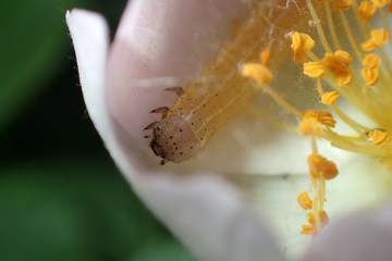 Caterpillar in flower