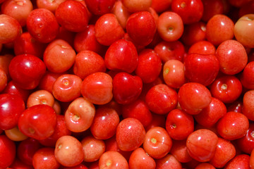 lots of ripe cherries, cherry close-up