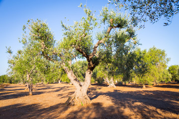 Old olive trees in South Italy