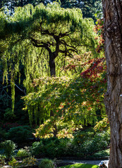 Sun through garden trees