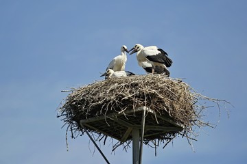 Four young black and white storks standing on nest made of little twigs, placed on metal pad, sunny sumer day, clear blue sky, Central Europe