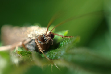 Insect close-up