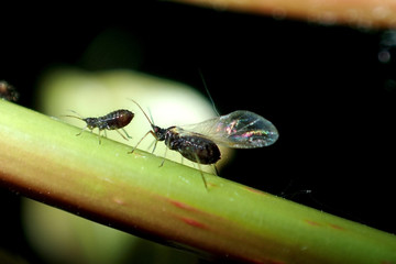 Aphids on the plant